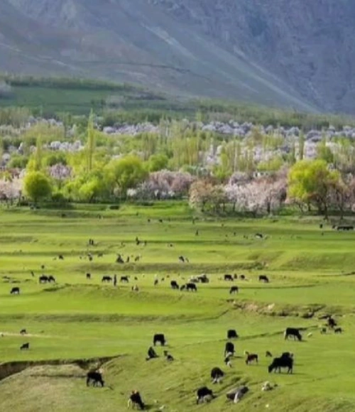 ghizer